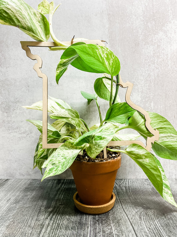 Missouri Trellis
